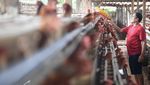 Peternak Ayam Menjerit Harga Pakan Melambung Tinggi