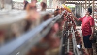 Menurut peternak ayam, akibat harga jagung lokal yang meningkat sekitar Rp8.700 hingga Rp9.000 tersebut, peternak mengaku rugi atas Harga Pokok Produksi (HPP). 