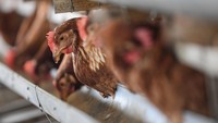 Harga jual telur juga tidak sesuai, yakni harga telur ditingkat peternak sekitar Rp23.000 per kilogramnya sementara HPP sekitar Rp28.000 hingga Rp29.000 per kilogramnya.