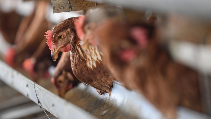 Satgas Pangan Ungkap Biang Kerok Harga Ayam Anjlok