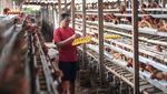Peternak Ayam Menjerit Harga Pakan Melambung Tinggi