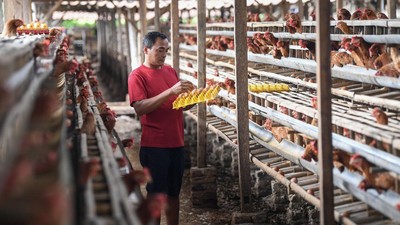 Peternak Ayam Menjerit Harga Pakan Melambung Tinggi
