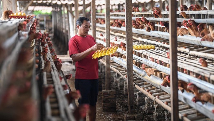 Peternak Ayam Menjerit Harga Pakan Melambung Tinggi Peternak bersiap memanen ayam di peternakan ayam di Desa Kuwonharjo, Kabupaten Magetan, Jawa Timur, Jumat (19/1/2024). Menurut peternak ayam, akibat harga jagung lokal yang meningkat sekitar Rp8.700 hingga Rp9.000 tersebut, peternak mengaku rugi atas Harga Pokok Produksi (HPP) dan harga jual telur yang tidak sesuai, yakni harga telur ditingkat peternak sekitar Rp23.000 per kilogramnya sementara HPP sekitar Rp28.000 hingga Rp29.000 per kilogramnya. ANTARA FOTO/M Risyal Hidayat/foc.