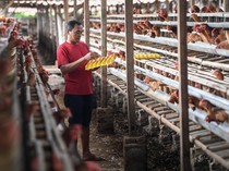 Peternak Ayam Menjerit Harga Pakan Melambung Tinggi