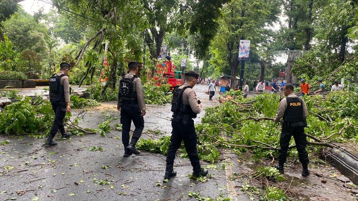 Pohon tumbang karena hujan deras disertai angin kencang di jalan Dawe-Gebog, Kudus, Sabtu (20/1/2024).