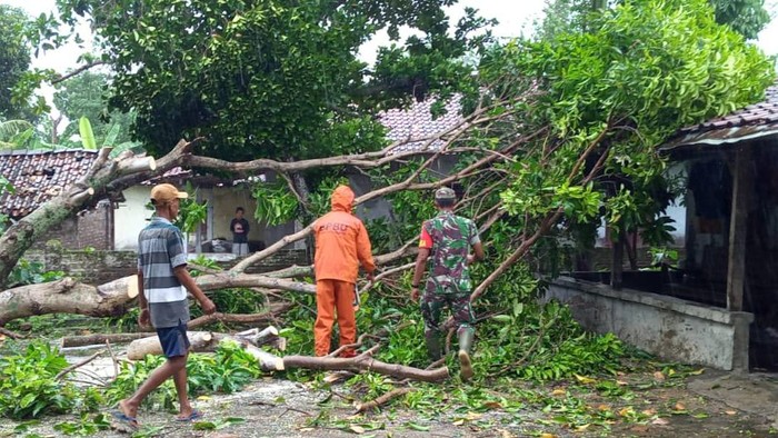 Pohon tumbang menimpa rumah di Desa Tirtomarto, Kecamatan Cawas, Klaten Jumat kemarin (19/1/2024).