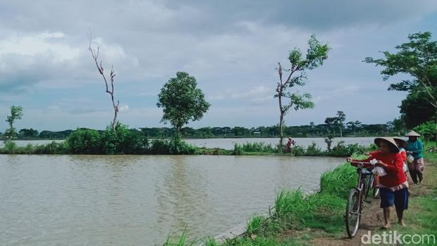 Potret sawah di Klaten terendam banjir, Sabtu (20/1/2024)