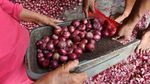 Harga Bawang Merah Turun di Medan