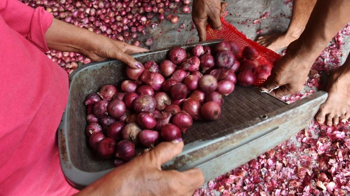 Pedagang memasukan bawang merah ke dalam karung di Pusat Pasar, Medan, Sumatera Utara, Sabtu (20/1/2024). Harga bawang merah di wilayah tersebut turun sejak tiga hari terakhir dari rata-rata Rp40 ribu per kilogram menjadi Rp30 ribu per kilogram karena melimpahnya pasokan dari berbagai daerah. ANTARA FOTO/Fransisco Carolio/nz
