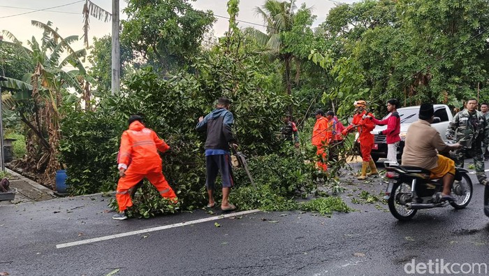 bpbd pamekasan bersihkan pohon tumbang dampak angin kencang