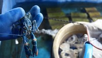 Dalam sebulan, budi daya itu menghasilkan sekitar 1000 ekor benih lobster capit merah dengan variasi ukuran panjang dari 1 inci-3 inci. 