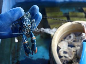 Melihat Lobster Hasil Budi Daya Mahasiswa PPNS
