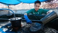 Mahasiswa Politeknik Perkapalan Negeri Surabaya (PPNS) Ray Albani melakukan budi daya lobster capit merah atau red claw di KewanKu Farm di Dupak Baru, Surabaya, Jawa Timur, Sabtu (20/1/2024).