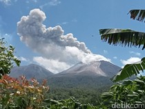Hutan di Lereng Gunung Lewotobi Mulai Gundul Terpapar Awan Panas