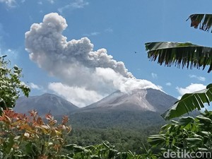 Hutan di Lereng Gunung Lewotobi Mulai Gundul Terpapar Awan Panas