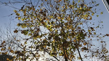 Di antara keempatnya, paling disorot kamera telephoto periskopnya. Kini pengguna dapat melakukan zoom optik 5X. Kemampuan zoom 10x tetap dipertahankan kualitasnya setara optik berkat kemampuan AI. Foto: Adi Fida Rahman/detikINET