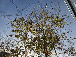 Ini Hasil Jepretan Samsung Galaxy S24 Ultra 5G, Zoomnya Keren!