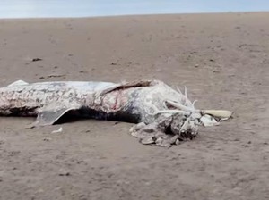 Ada Makhluk Laut Misterius Ditemukan Terdampar di Pantai, Ukurannya 6 Meter