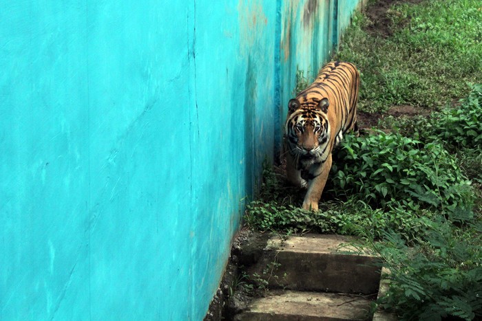 Wali Kota Medan Bobby Nasution akan menutup Medan Zoo yang belakangan ini kondisinya memprihatinkan. Medan Zoo ditutup karena akan dilakukan pembangunan.