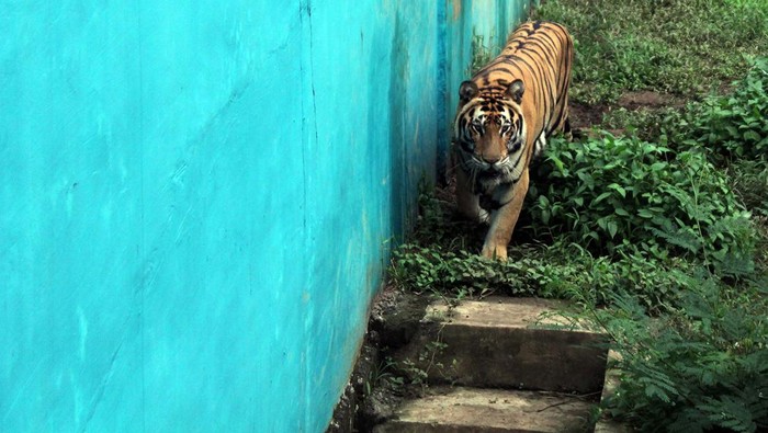 Wali Kota Medan Bobby Nasution akan menutup Medan Zoo yang belakangan ini kondisinya memprihatinkan. Medan Zoo ditutup karena akan dilakukan pembangunan.