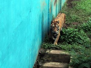 Satu Harimau Sumatera di Medan Zoo Mati Lagi, Sisa 7 Ekor