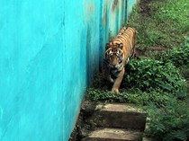 Harimau di Medan Zoo Mati Lagi, Kini Jadi 5