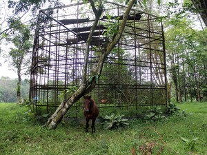 Kondisi Medan Zoo yang Memprihatinkan hingga Ditutup Sementara