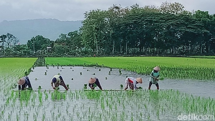 Lahan padi di Kecamatan Cawas, Klaten mulai terlihat.