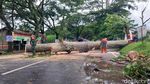 Penampakan Pohon Tumbang Tutup Akses Jalan di Kota Malang