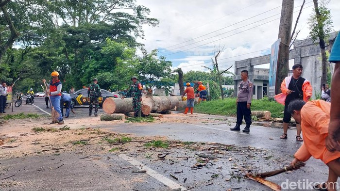 Penampakan pohon tumbang tutup akses jalan di Kota Malang