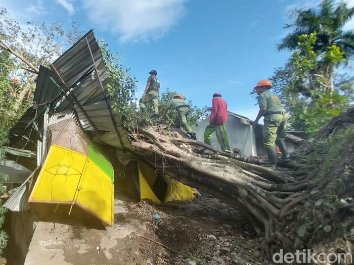 Pohon beringin besar tumbang menimpa bengkel las saat hujan disertai angin kencang di Kelurahan Berkoh, Kecamatan Purwokerto Selatan, Kabupaten Banyumas, Minggu (21/1/2024) siang.