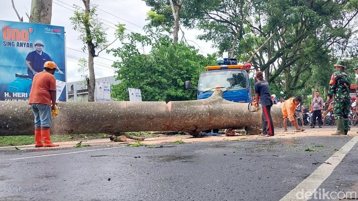Pohon tumbang di Malang Pohon tumbang di Malang