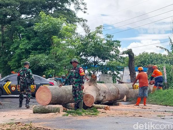 Penampakan Pohon Tumbang Tutup Akses Jalan di Kota Malang