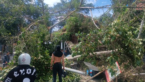 BPBD Gianyar tangani pohon tumbang yang menimpa pengendara motor, rumah, art shop dan pura di Banjar Pujung Kaja, Desa Sebatu, Kecamatan Tegallalang, Gianyar, Minggu sore (21/1/2024). (Foto : dok BPBD Gianyar).
