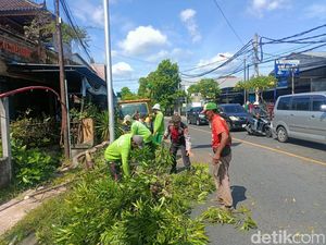 Pengendara Motor Tewas Tertimpa Pohon Tumbang di Gianyar