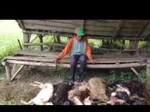 Heboh, 6 Domba Warga Tasik Mati Misterius