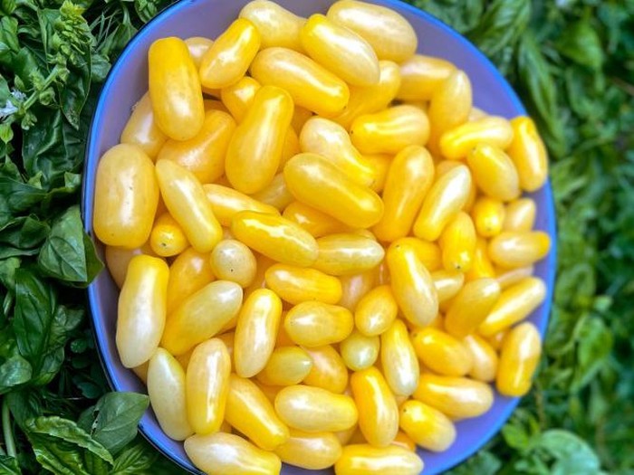 Tomat kapal selam kuning hasil persilangan ilmuwan Cornell University