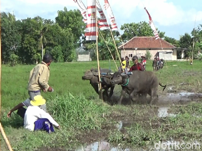 tradisi karapan kerbau di Lumajang