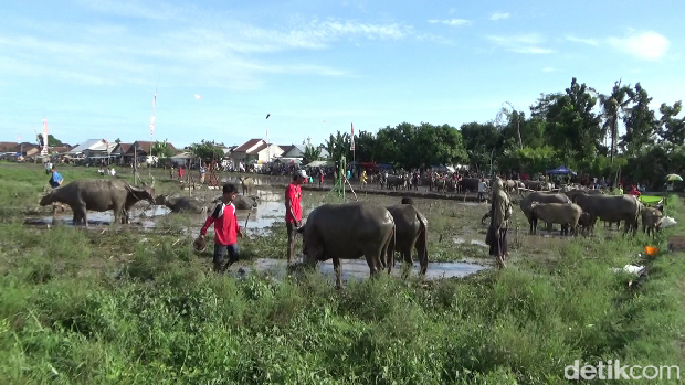 tradisi karapan kerbau di Lumajang