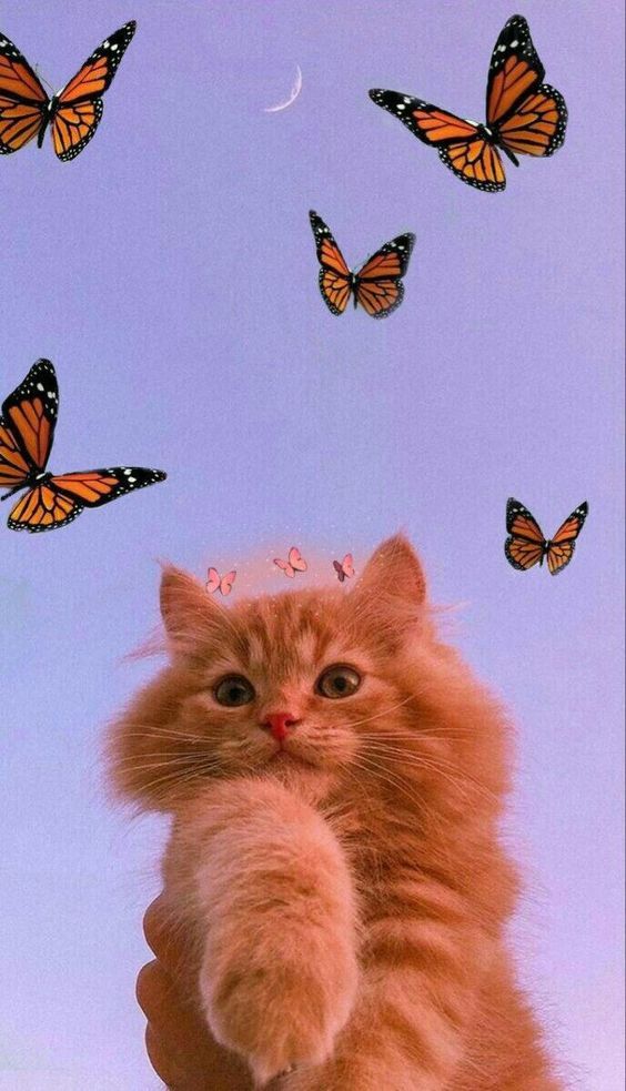 Wallpaper WA Aesthetic Kucing.