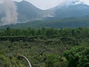Hutan Terbakar Akibat Erupsi Gunung Lewotobi Laki-laki Capai 420 Hektare