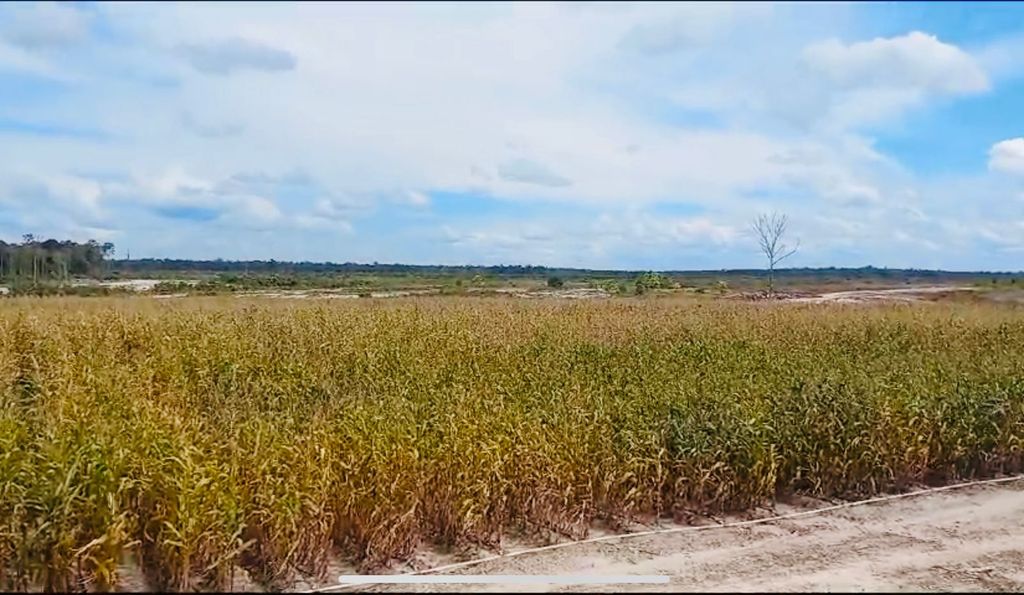 Food estate jagung-Gunung Mas, (Dok. Kementan)