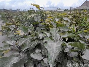 Abu Merapi Masih Menempel di Kebun Sayur, Petani Boyolali Berharap Turun Hujan