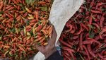 Harga Cabai di Petani Anjlok!