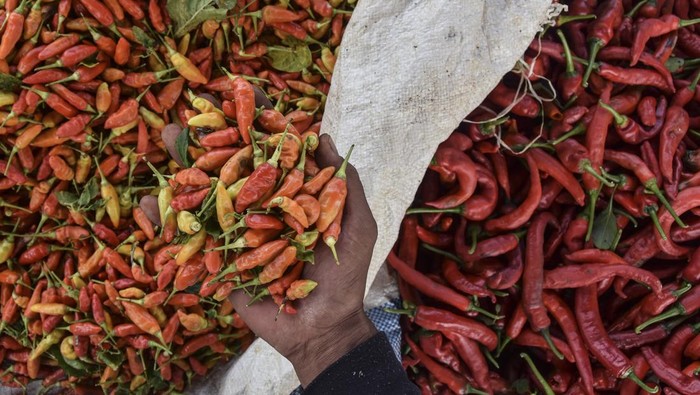 Harga Cabai di Petani Anjlok! Petani memanen cabai merah di Dusun Cibeunying, Kabupaten Ciamis, Jawa Barat, Senin (22/1/2024). Sejak dua pekan terakhir, harga cabai rawit dan cabai merah turun di tingkat petani dari sebelumnya Rp65 ribu menjadi Rp22 ribu per kilogram untuk cabai rawit sedangkan harga cabai merah Rp90 ribu menjadi Rp60 ribu per kilogram. ANTARA FOTO/Adeng Bustomi/foc.