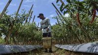 Harga Cabai Di Petani Anjlok!