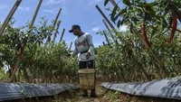 Petani memanen cabai merah di Dusun Cibeunying, Kabupaten Ciamis, Jawa Barat, Senin (22/1/2024).