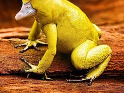 Deretan Hewan Hasil Editan Photoshop, Ngeri, Gemes hingga Bikin Ngakak