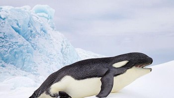 Pinguin berkapala orca... Foto: Martin Bullock via Boredpanda