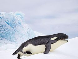 Deretan Hewan Hasil Editan Photoshop, Ngeri, Gemes hingga Bikin Ngakak